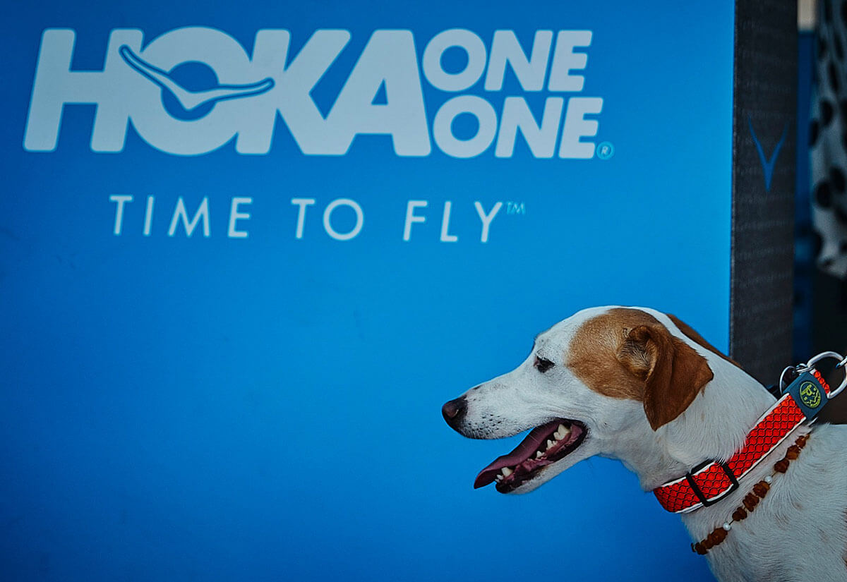 Jack Russell terrier in front of the HOKA expo stand